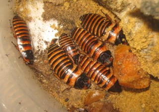Elliptorhina javanica