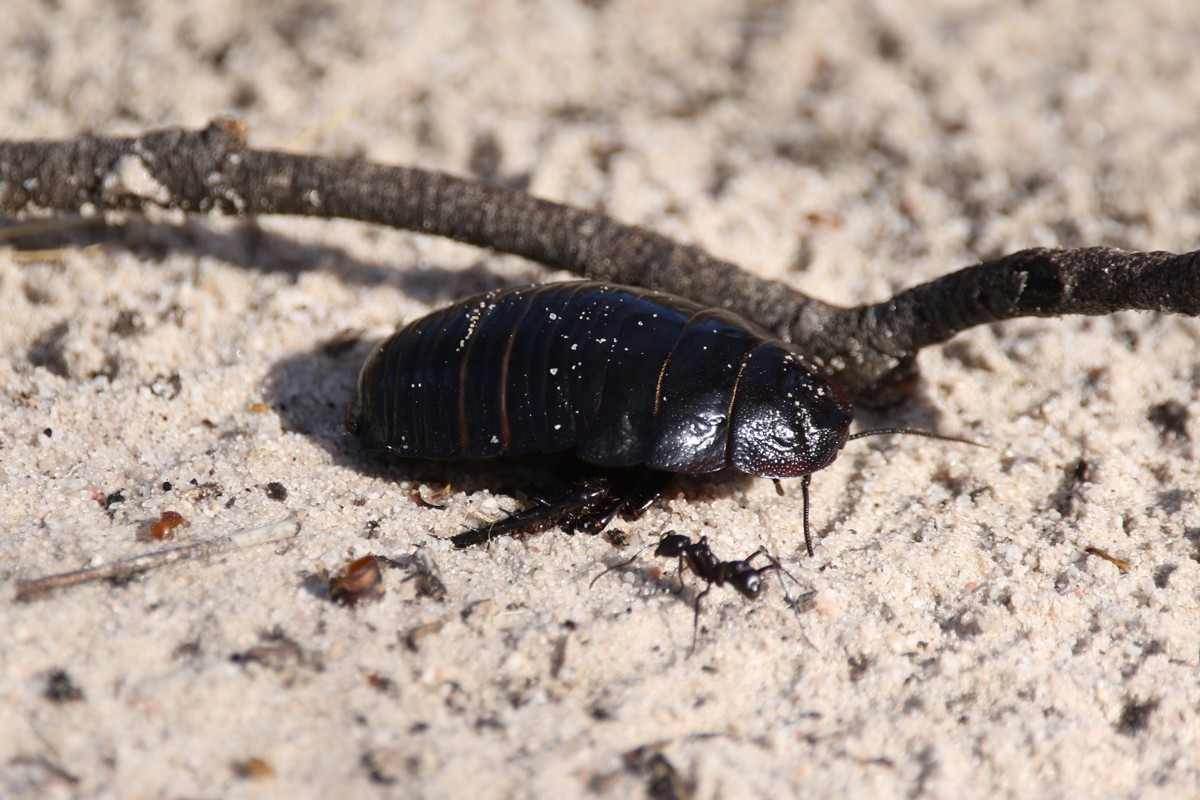Geoscapheus dilatatus