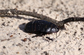 Geoscapheus dilatatus