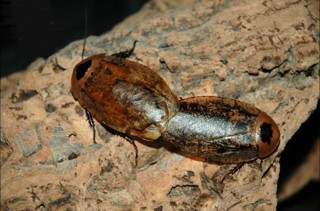 Archimandrita tessellata