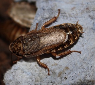 Nauphoeta cinerea