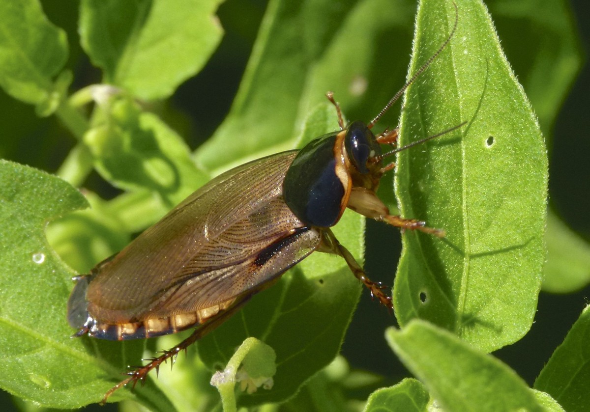 Pycnoscelus surinamensis
