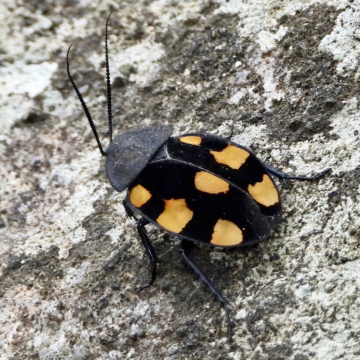 Therea regularis
