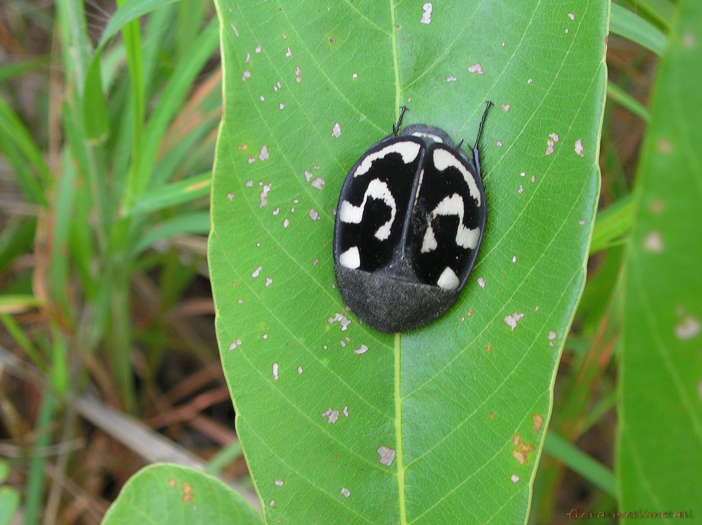 Therea olegrandjeani