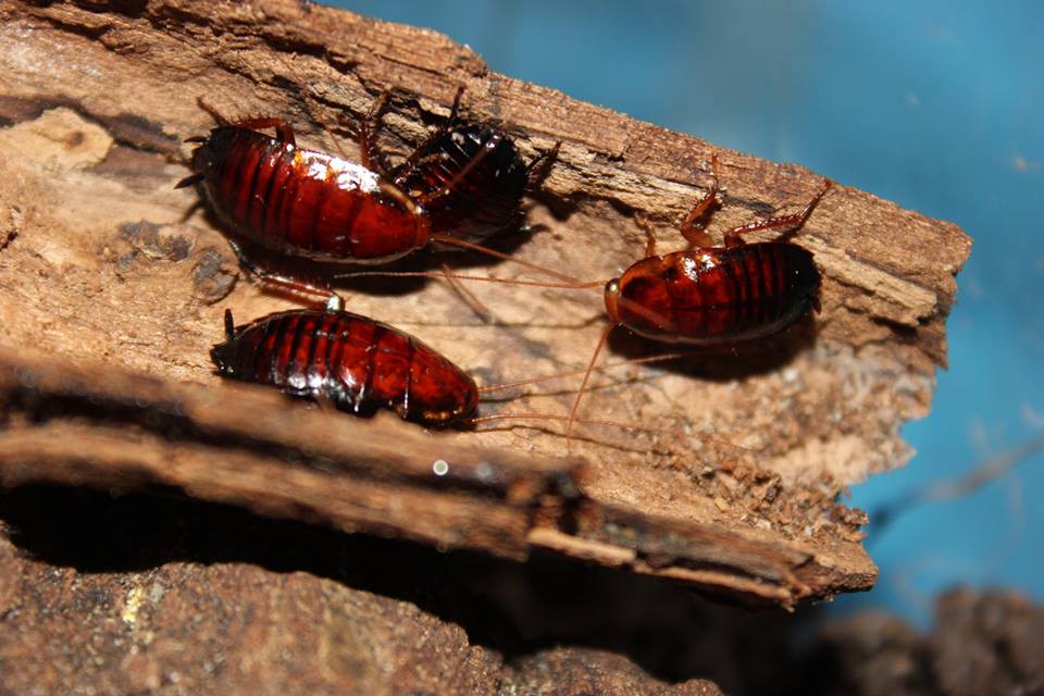 Eurycotis floridana