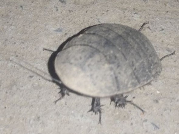 Polyphaga saussurei