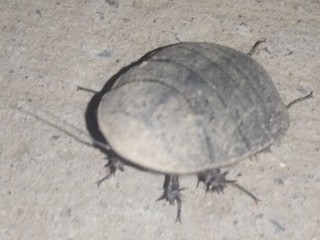 Polyphaga saussurei
