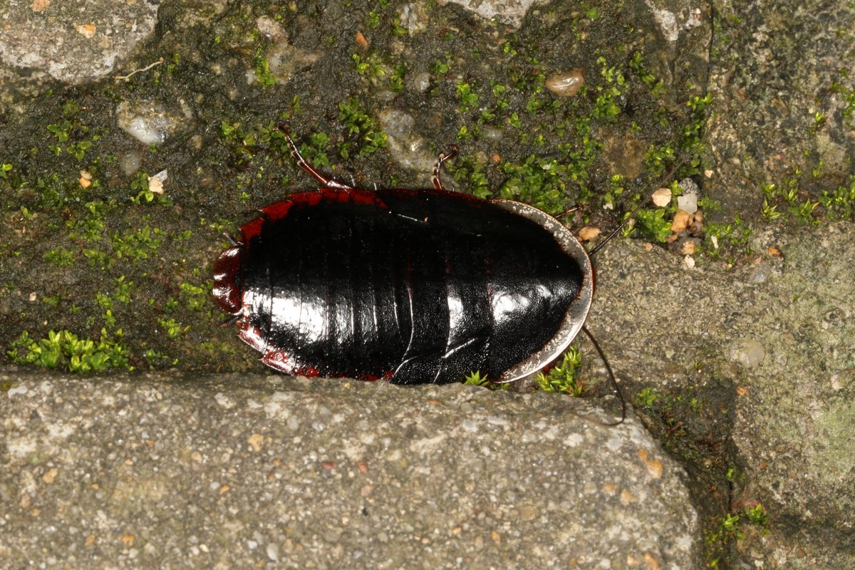 Opisthoplatia orientalis