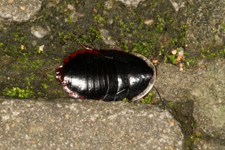 Opisthoplatia orientalis