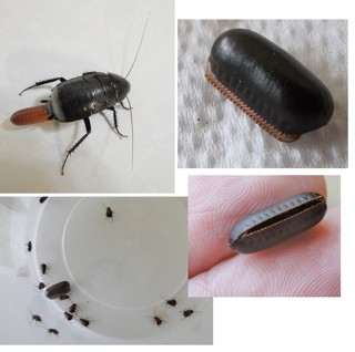 Deropeltis erythrocephala