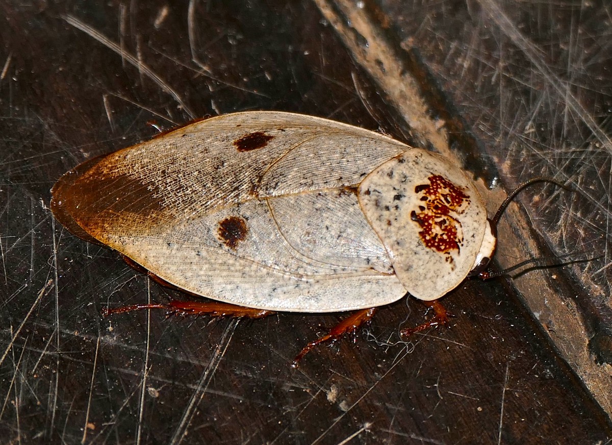 Gyna caffrorum