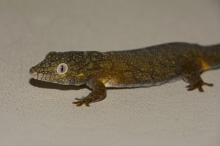 Eurydactylodes agricolae