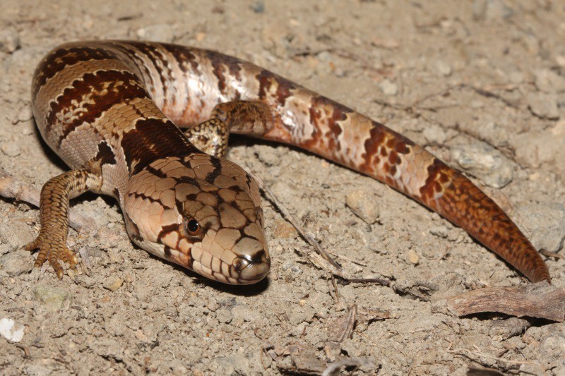Cyclodomorphus gerrardii