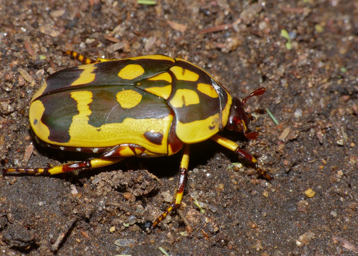 Pachnoda trimaculata