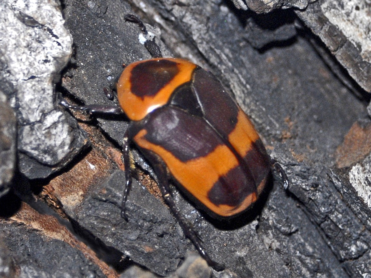 Pachnoda savignyi