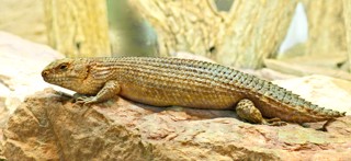 Egernia stokesii