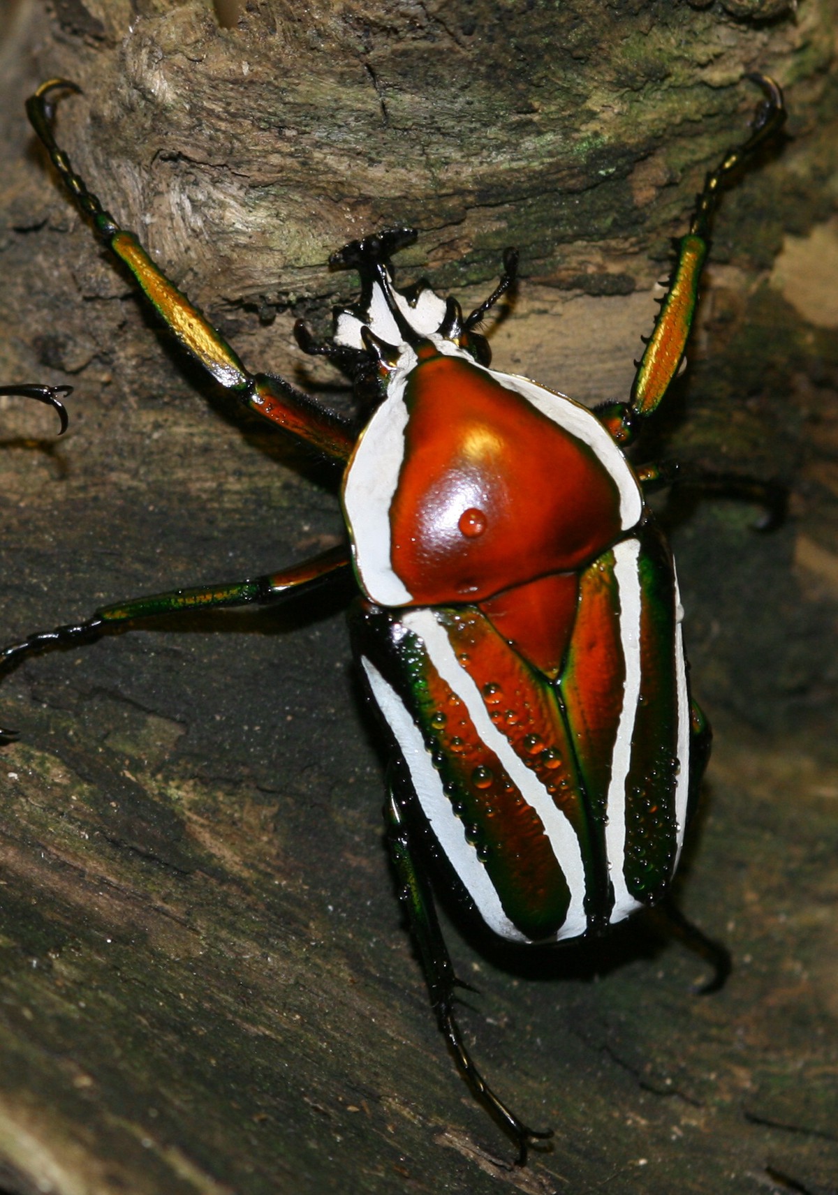 Dicronorhina derbyana