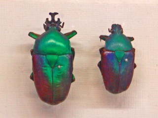 Dicronorhina cavifrons