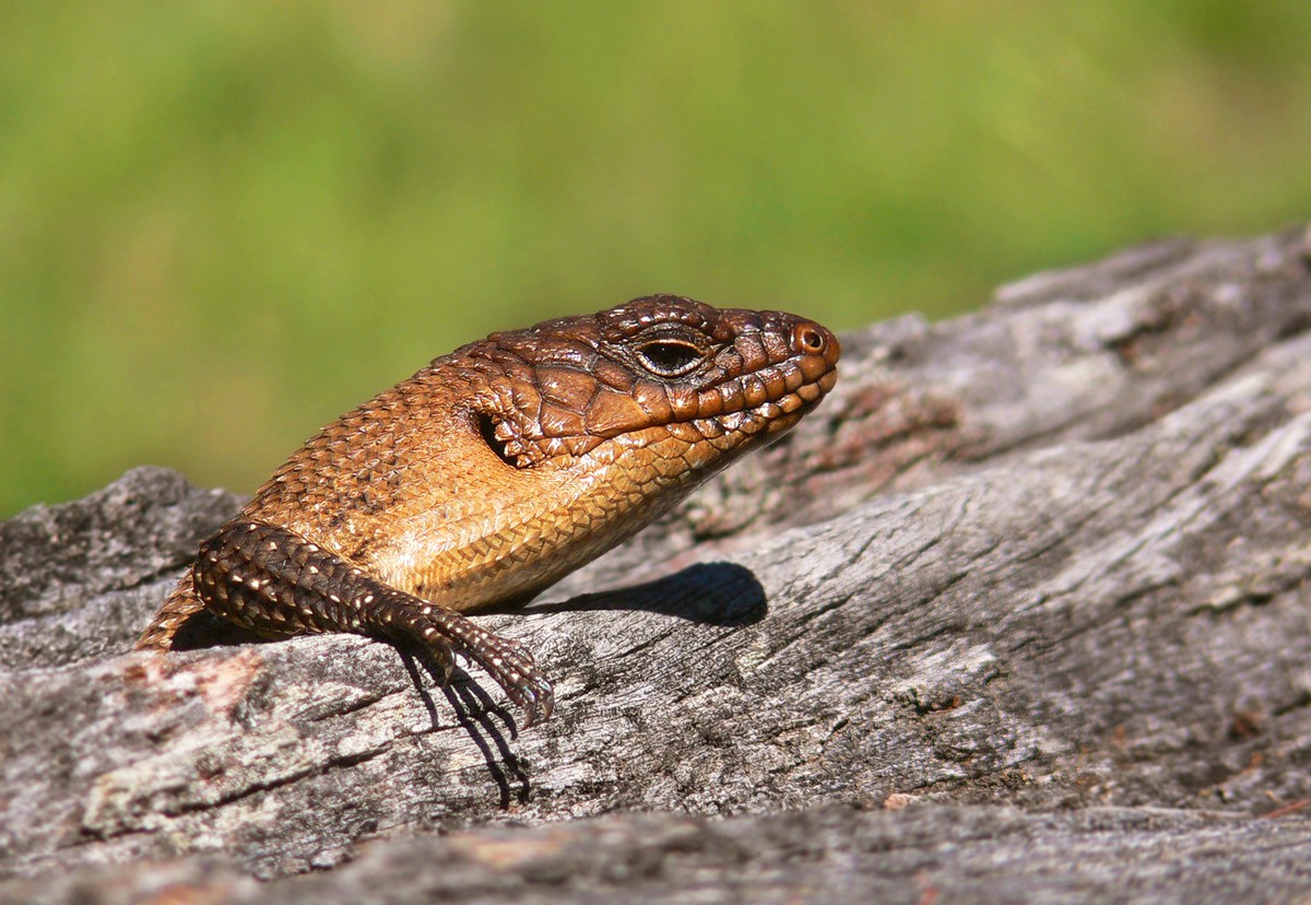 Egernia cunninghami