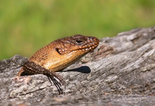 Egernia cunninghami