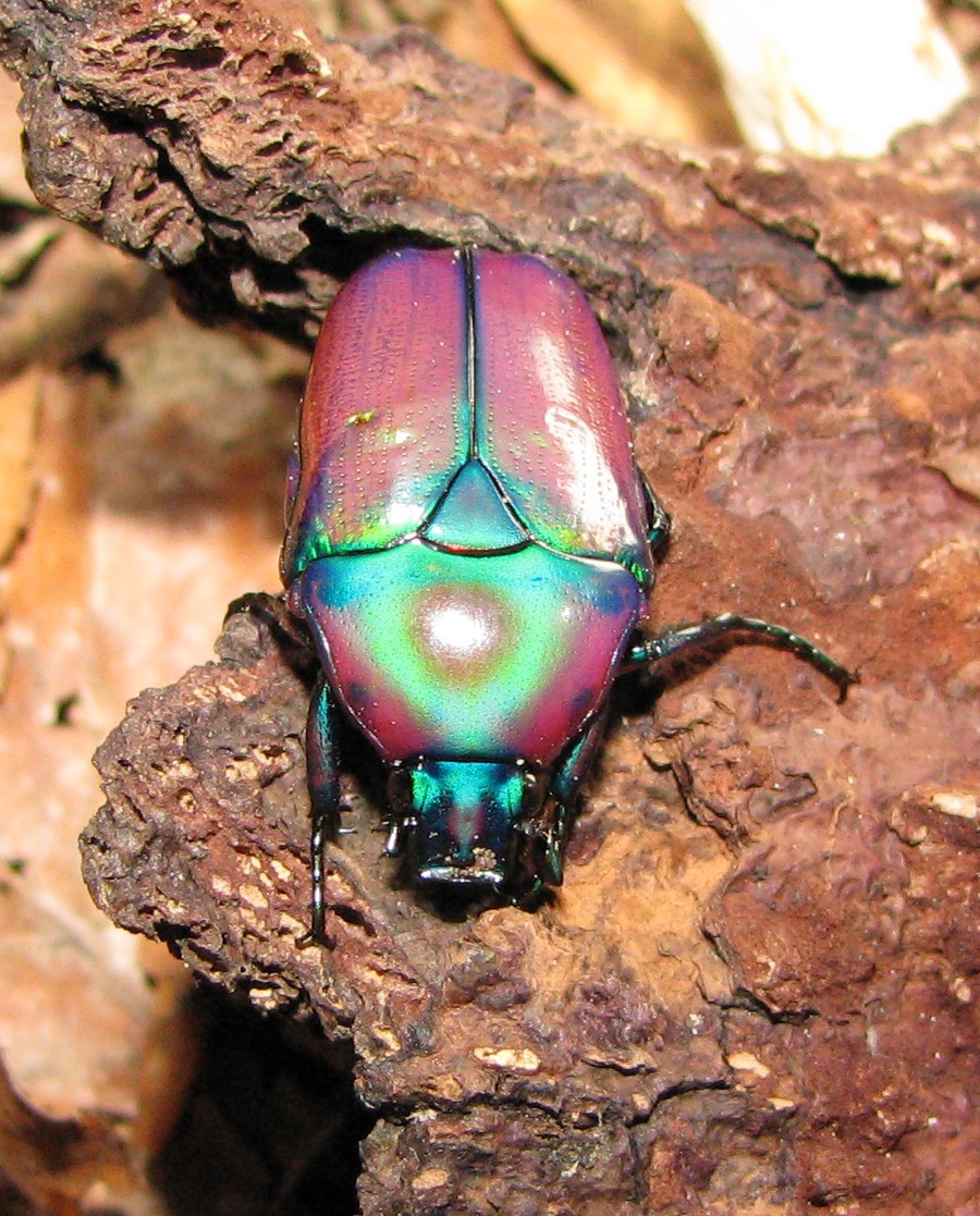 Chlorocala africana