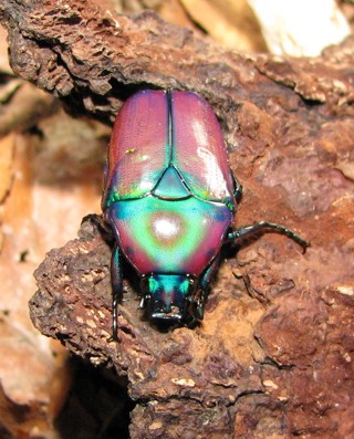 Chlorocala africana