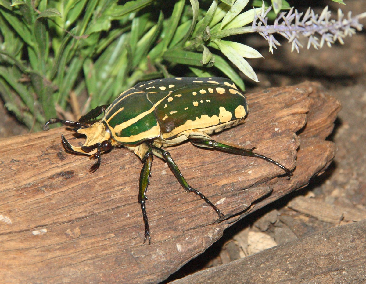 Mecynorhina polyphemus