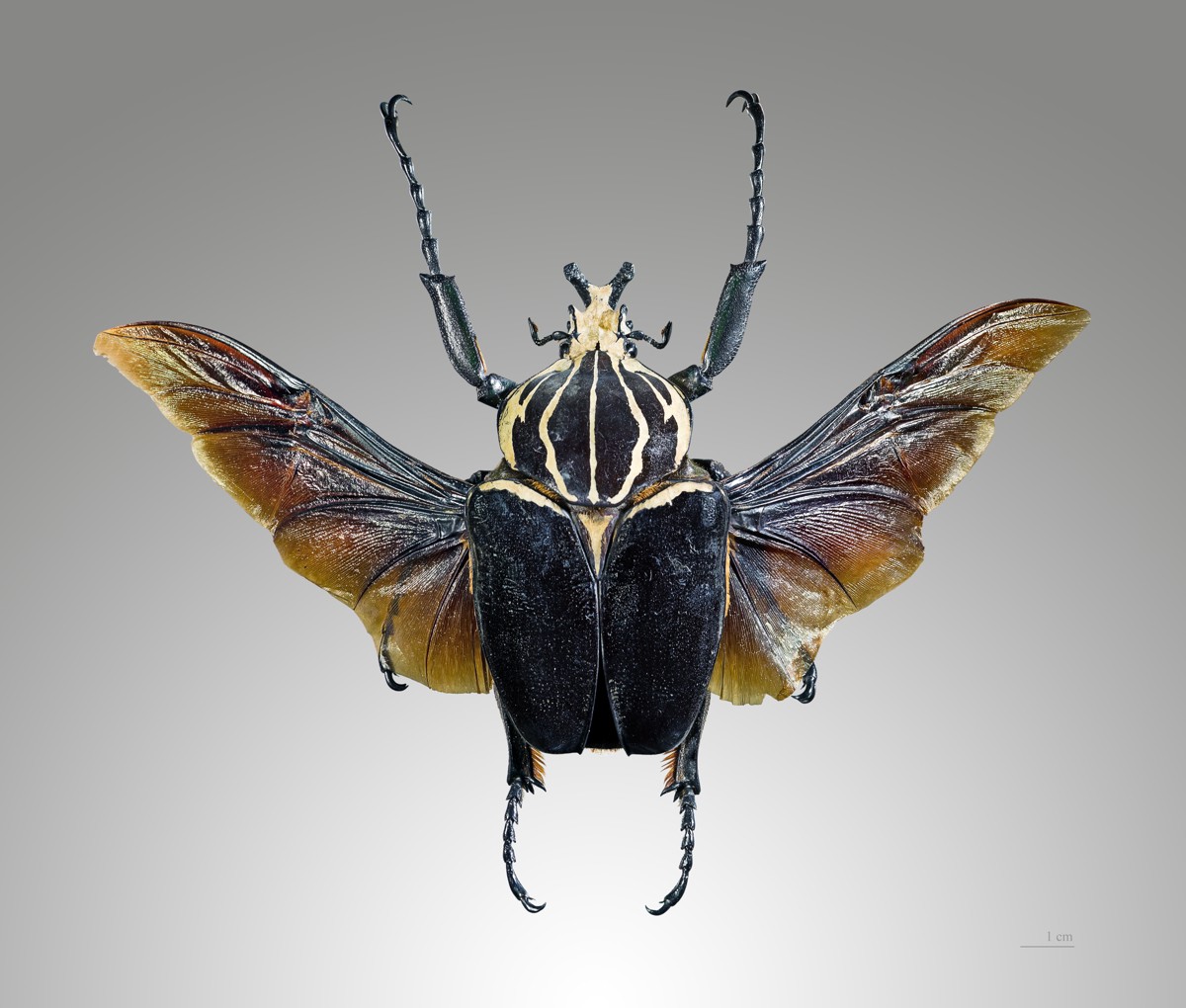 Goliathus goliatus