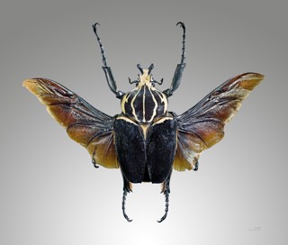 Goliathus goliatus
