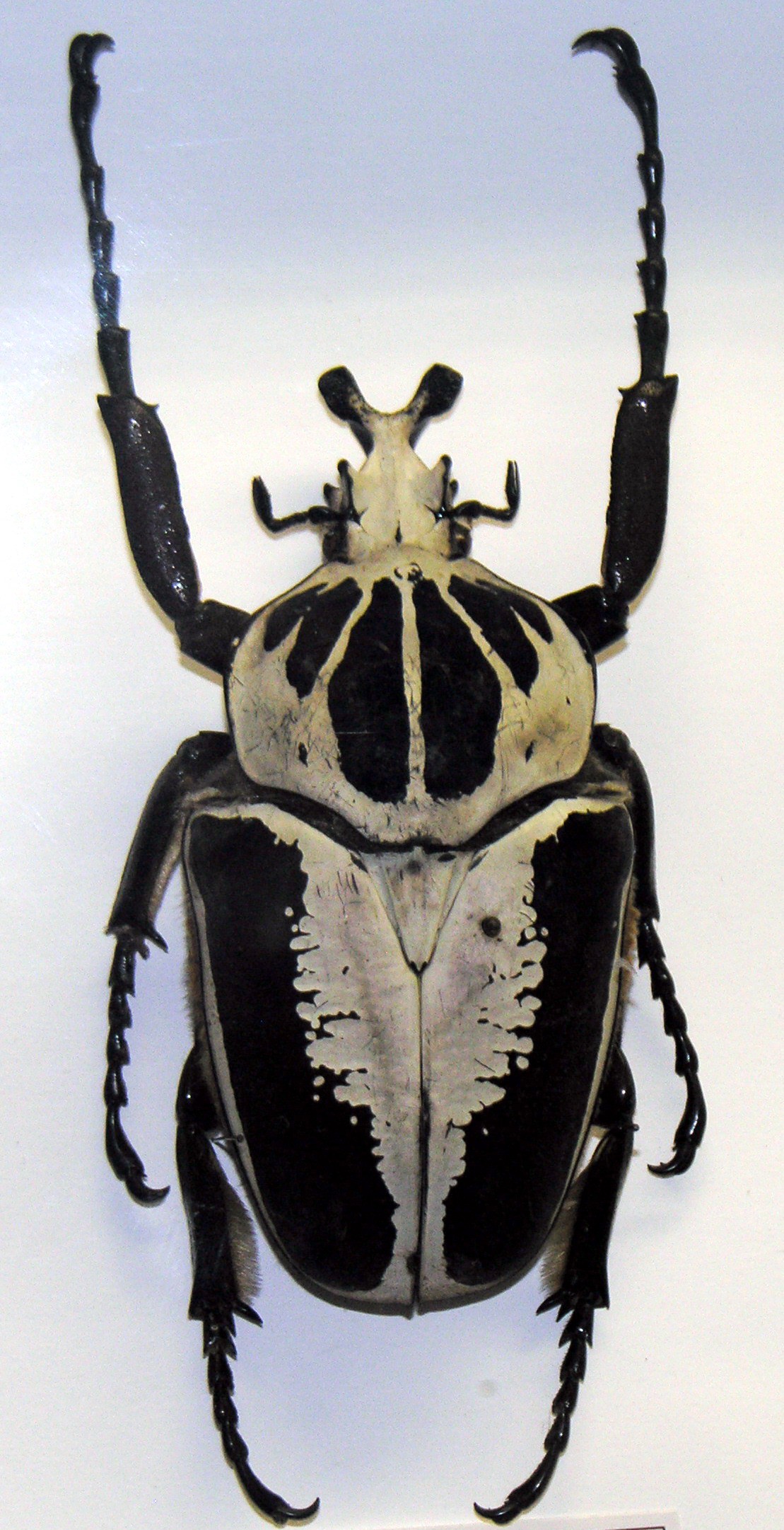 Goliathus regius