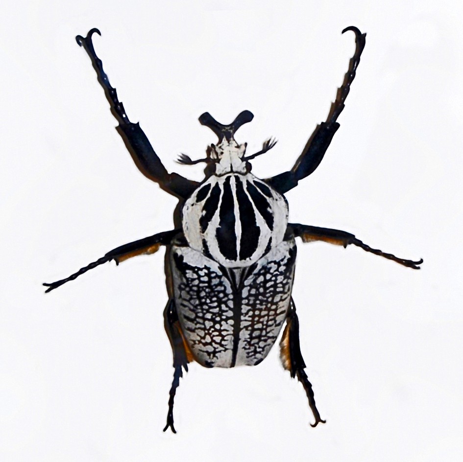 Goliathus orientalis
