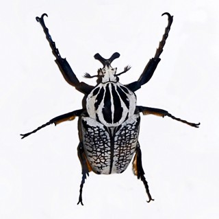 Goliathus orientalis