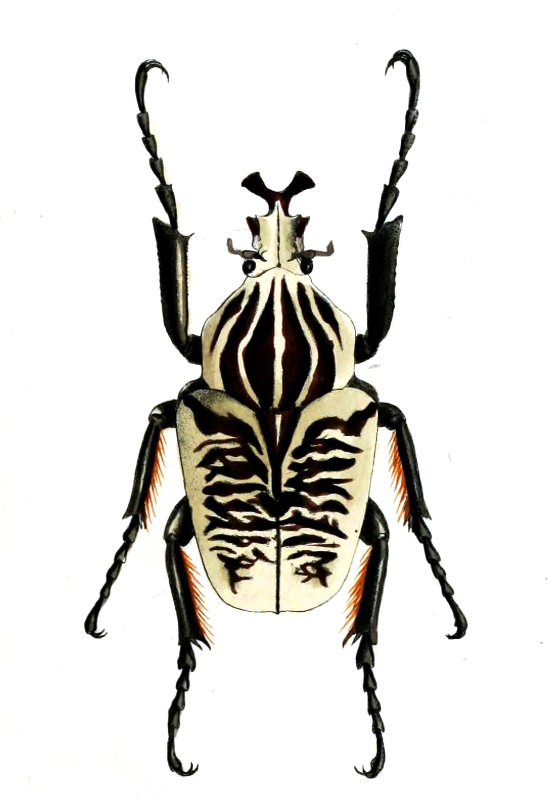 Goliathus albosignatus