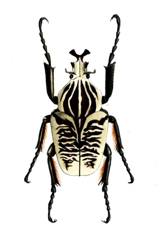 Goliathus albosignatus