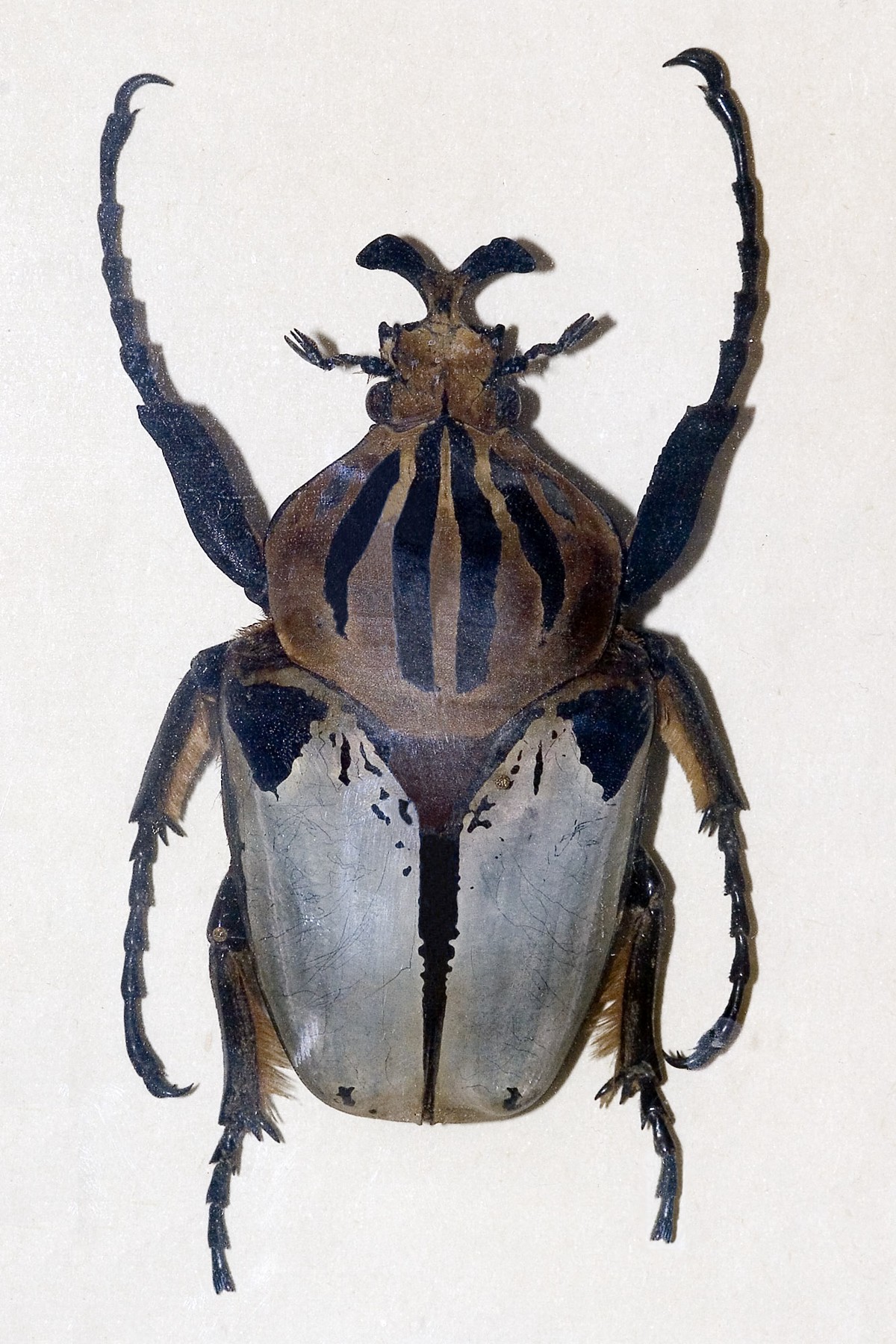 Goliathus cacicus