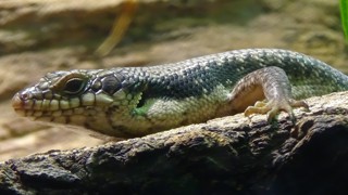 Egernia striolata