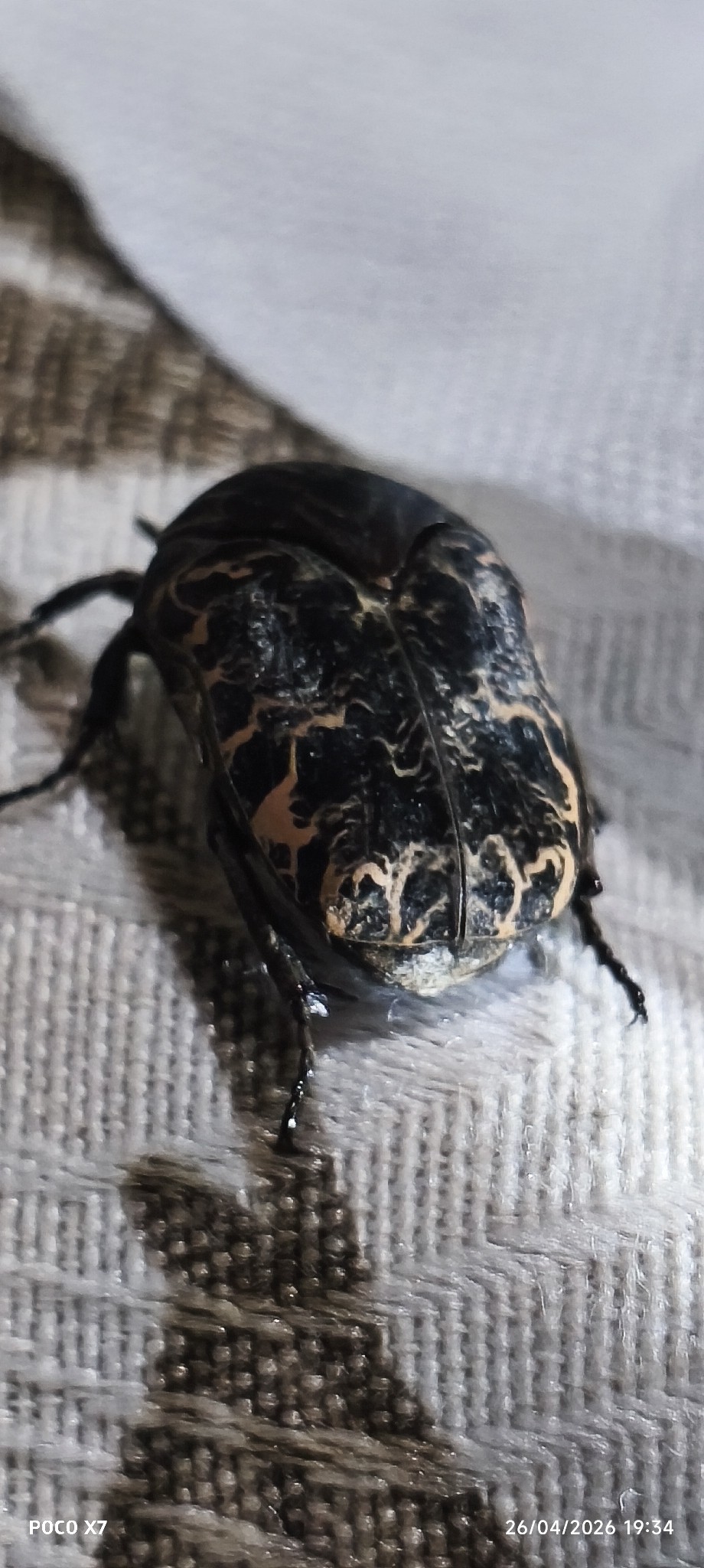 Gymnetis chalcipes