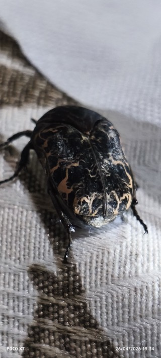 Gymnetis chalcipes