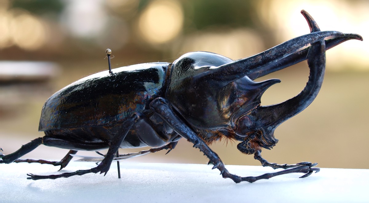 Chalcosoma atlas