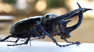 Chalcosoma atlas