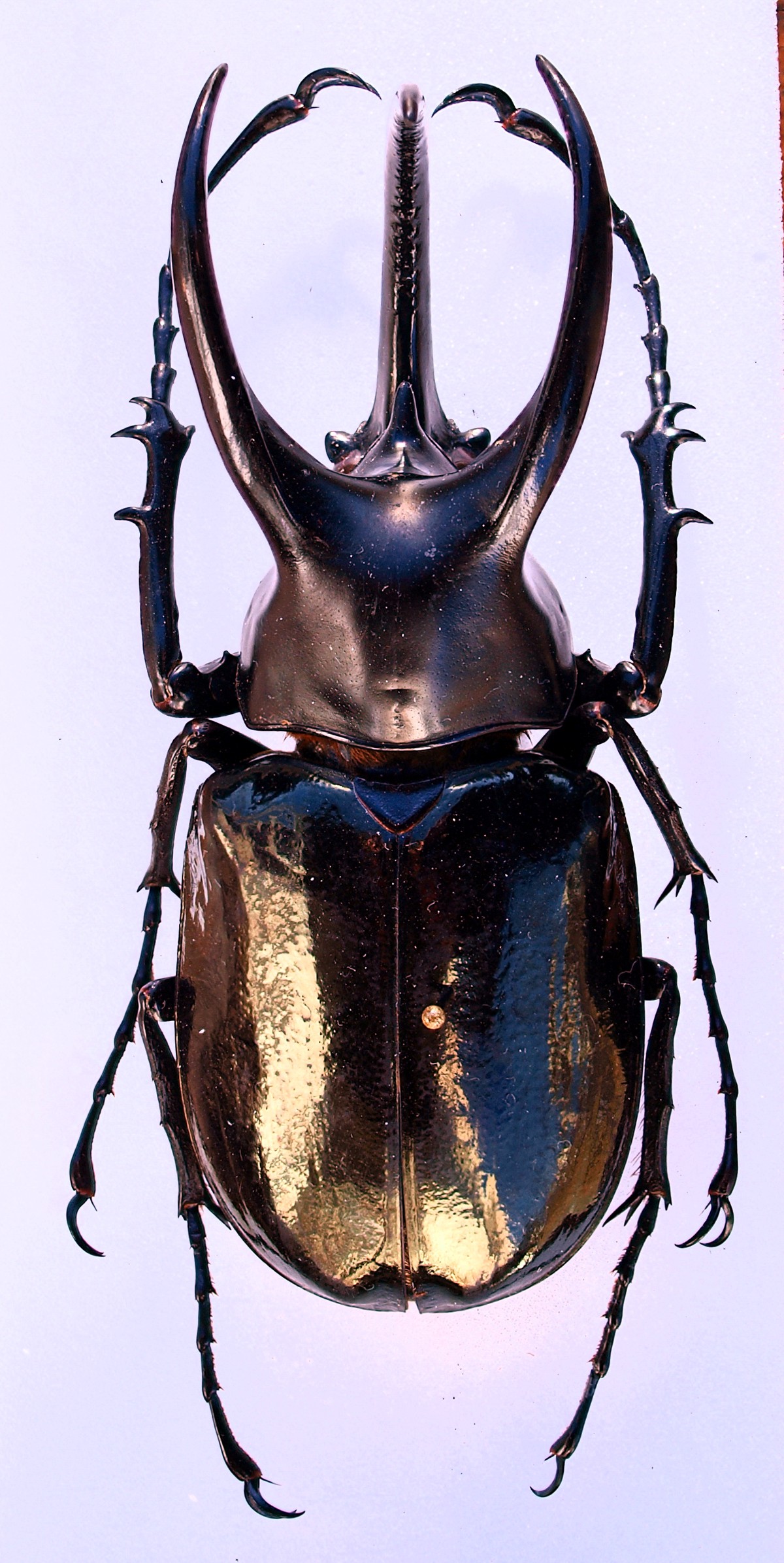 Chalcosoma moellenkampi