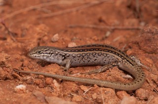 Liopholis whitii
