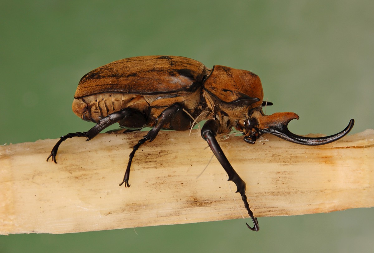 Megasoma elephas
