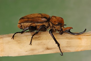 Megasoma elephas