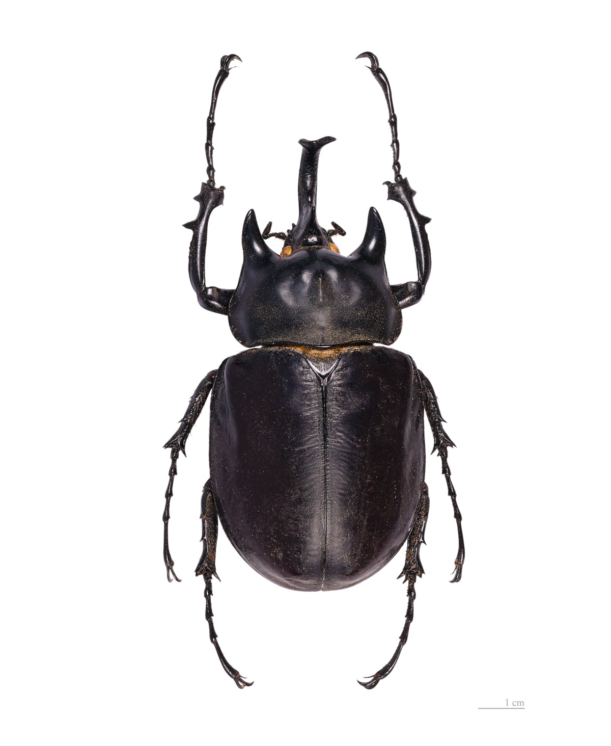 Megasoma actaeon
