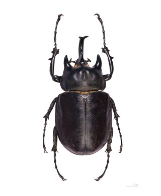 Megasoma actaeon