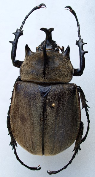 Megasoma gyas