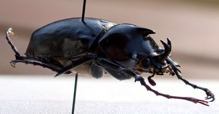 Megasoma pachecoi