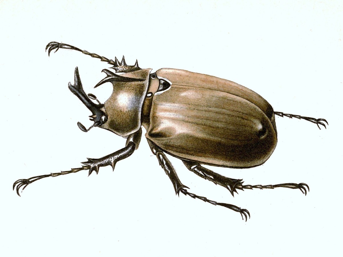 Megasoma anubis