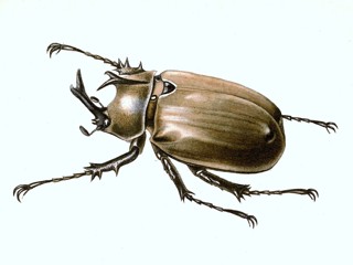 Megasoma anubis